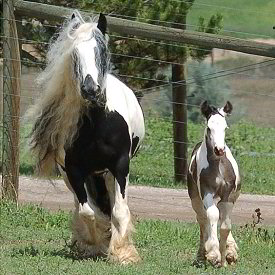 Babydoll and colt