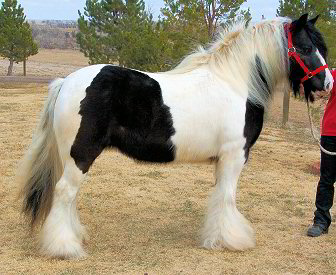 shire ponies
