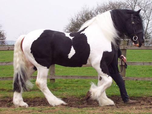 Galway Warrior - Drum Horse Stallion