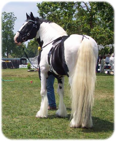 Galway Warrior - Drum Horse Stallion