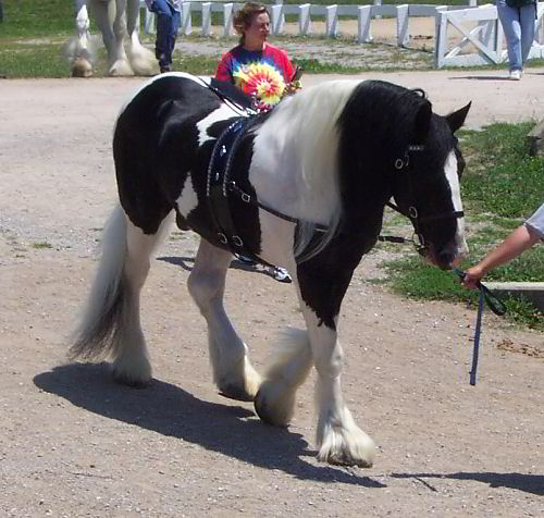 Galway Warrior - Drum Horse Stallion at Breyerfest
