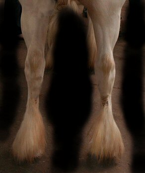 gypsy horse with poor hind leg conformation