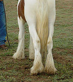 conformation in the gypsy horse