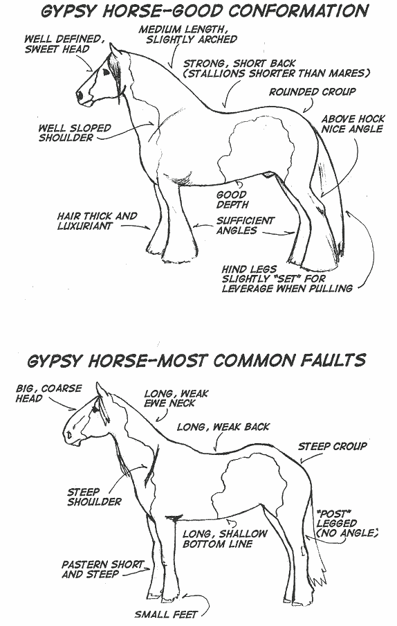 Gypsy horse conformation drawings
