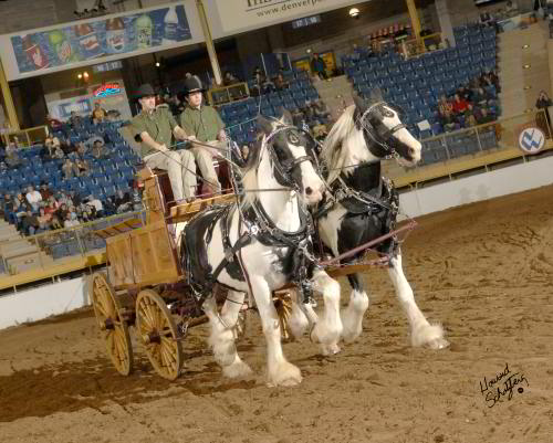Drum horse stallions pulling hitch wagon