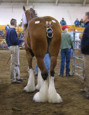 hock set in clydesdale