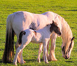 breeding the gypsy horse
