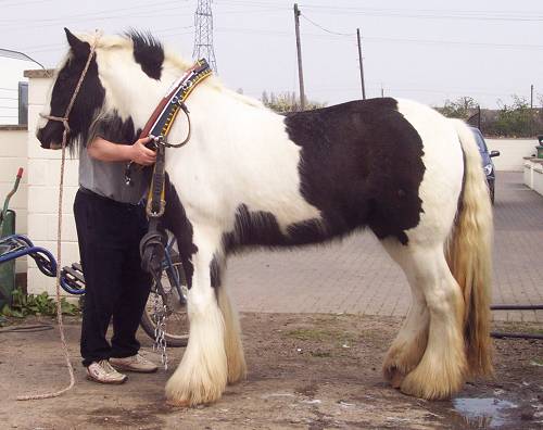 a near-perfecly conformed gypsy horse