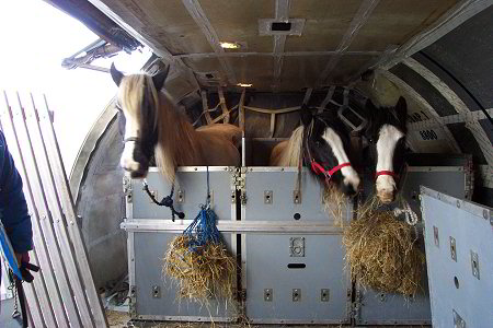 gypsy horses on aircraft
