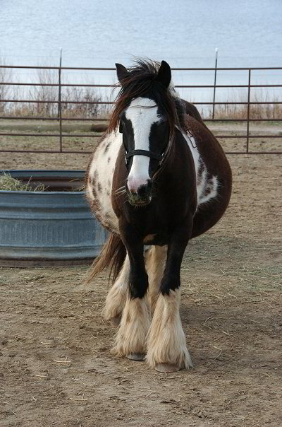 pregnant gypsy horse mare