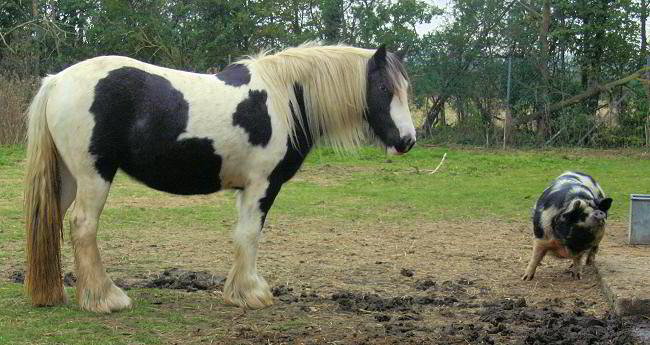 Colored gypsy horse and pig