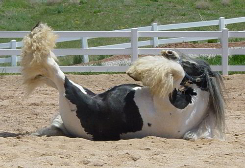 lion king gypsy horse stallion