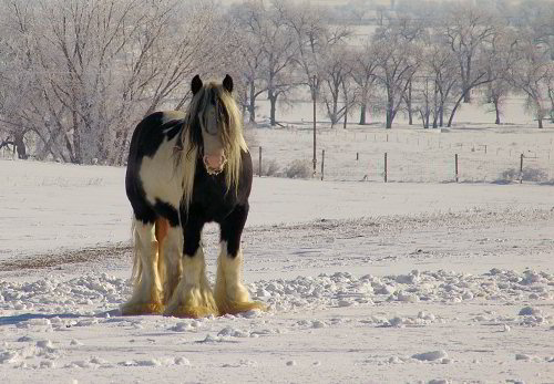 gypsy horse stallion in the winter snow
