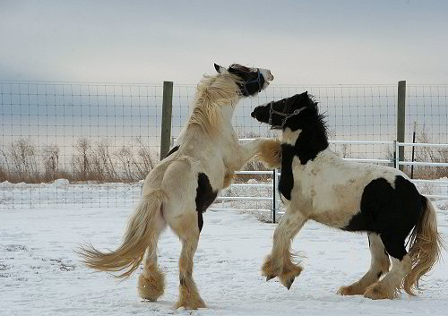 gypsy horse stallions play in the snow