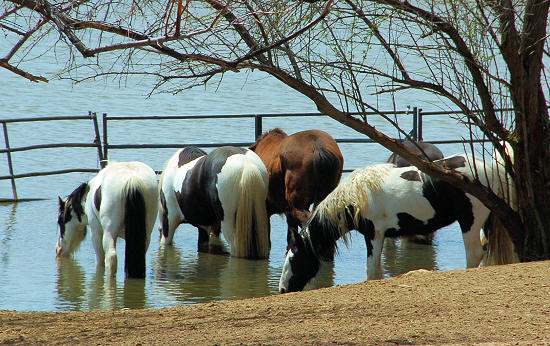 gypsy horse stallions in lake