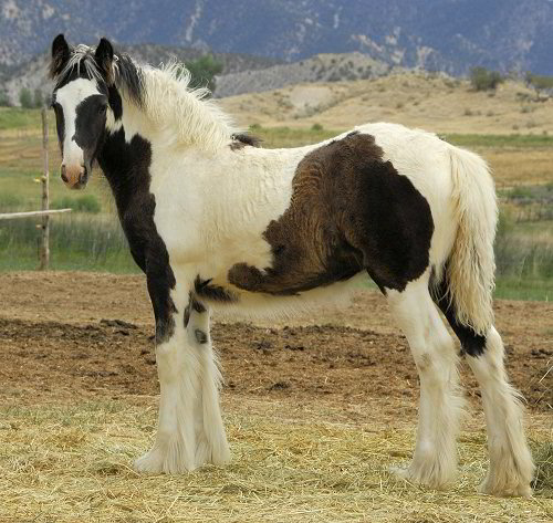 Olive - Gypsy Horse filly for sale