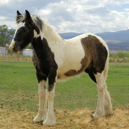 Olive - Gypsy Horse filly for sale